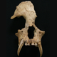 Illustration for article titled Extinct Gibbon Species Found in Tomb of Ancient Chinese Noblewoman